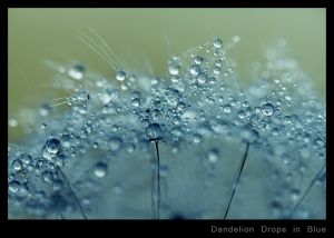Dandelion Drops in Blue.jpg